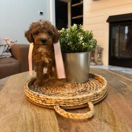 Teal - Red  female Goldendoodle puppy in Alamance County, North Carolina from Doodle Squad Puppies