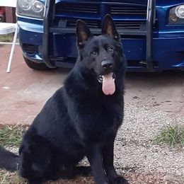 Nikolas  - German Shepherd