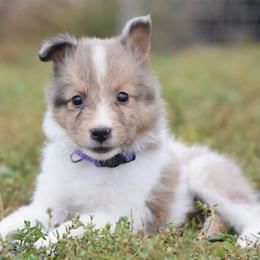 Truffle - Sable merle and white female Shetland Sheepdog puppy in Wolcott, Indiana from Southside Shelties