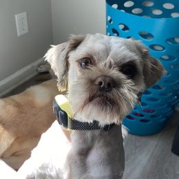 King - Shih Tzu