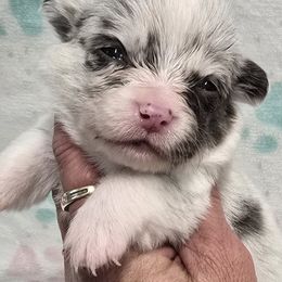 MUPPET - Blue merle and white female American Corgi puppy in Walker, Iowa from Double K Corgis