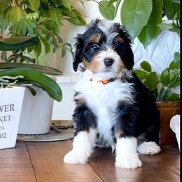 Bernedoodle and Bernese Mountain Dog Puppies from Wild Mountainside Bernedoodles