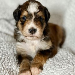 Neil - Sable male Bernedoodle puppy in Louisville, Kentucky from Darlin’s Doodles