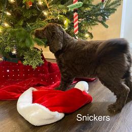 Aussiedoodle Puppies from White River Doodles