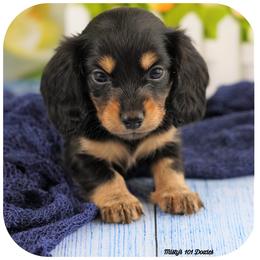 Dachshund Puppies from Misty's 101 Doxies