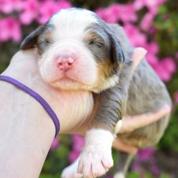 Egret - Merle female Bernedoodle puppy in Folsom, Louisiana from DoodlesFarmCo