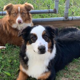 Miniature Australian Shepherds from Cornerstone Mini Aussies