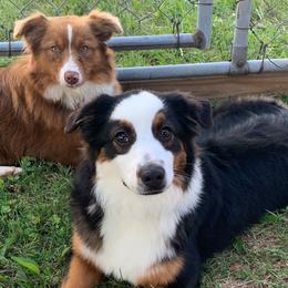 Miniature Australian Shepherds from Cornerstone Mini Aussies