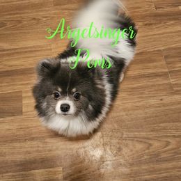 Elsa - Pomeranian
