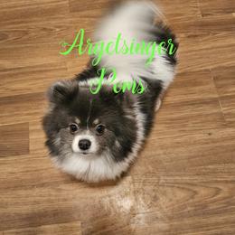 Elsa - Pomeranian