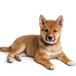 Sara - Red female Shiba Inu puppy in Elizabeth, New Jersey from Shiba Inu Loving Care