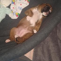 Boxer Puppies from A-L Desert Boxers