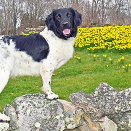 Stabyhoun All Grown Up from Faehouns