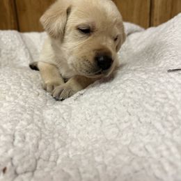 Labrador Retriever Puppies from Hunter’s Moon Retrievers