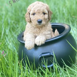 Goldendoodle and Poodle Puppies from King’s  Castle of Doodles