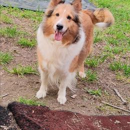 Shannara - Sable merle and white female Shetland Sheepdog puppy in Albany, New York from K&A Little Wonder's