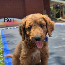 Ron - Red  male Goldendoodle puppy in Golden, Colorado from Golden Mesa Doodles