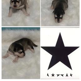 Black Star - Seal and white female Alaskan Malamute puppy in Easton, Maryland from Stars Howl-O Kennels by FurEver Friends Inc