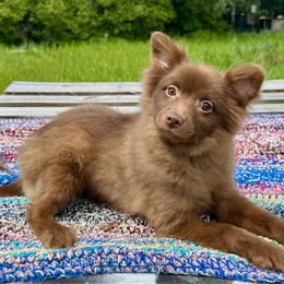 Cocoa - Chocolate female Pomeranian puppy in Inverness, Florida from Pompadorable Poms