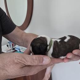 Light Green Collar - White female Borzoi puppy in Wichita, Kansas from Kaos Kennel