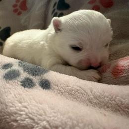 Male 2 - White male Pomeranian puppy in Rhode Island from Heartfelt Kennels