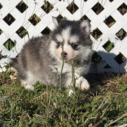 Lucy - Tri-color female Pomsky puppy in Mc Minnville, Oregon from West Coast Pomskies