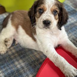 English Springer Spaniel Puppies from Butterfield Trail Farm