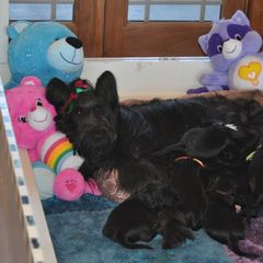 Briard Puppies from Sendero Briards
