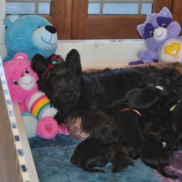 Briard Puppies from Sendero Briards