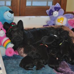 Briard Puppies from Sendero Briards