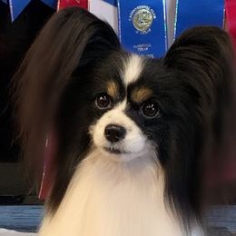 Papillons and Tibetan Terriers from Corsair Tibetan Terriers & Papillons