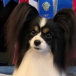Papillons and Tibetan Terriers from Corsair Tibetan Terriers & Papillons