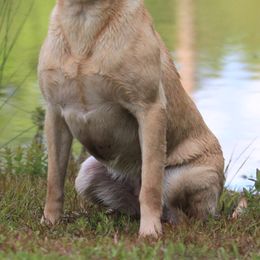 Labrador Retrievers from Lady oak k9
