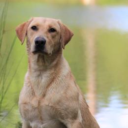 Labrador Retrievers from Lady oak k9
