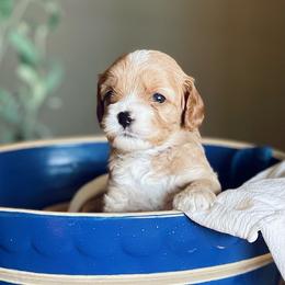Purple - Apricot female Cavapoo puppy in Coal City, Indiana from Wednesday & Co
