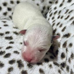 Arcee - Blue female Australian Cattle Dog puppy in Rosharon, Texas from 4Surge Cattle Dogs