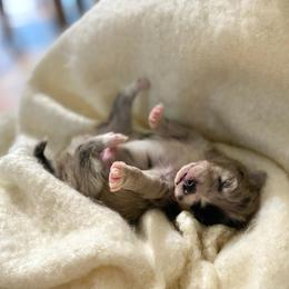 Croissant - Merle male Pomsky puppy in Sanbornton, New Hampshire from Kristie’s Husky Haven
