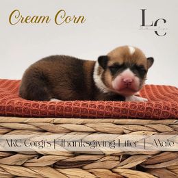 Cream Corn - Red male Pembroke Welsh Corgi puppy in Pine Village, Indiana from NL Horsemanship