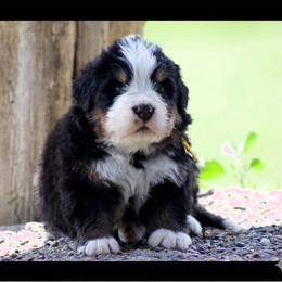 Valentino Gold - Black tan and white male Bernese Mountain Dog puppy in Winigan, Missouri from Home Sweet Bernese