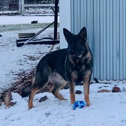 Marleigh - German Shepherd