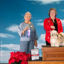Havanese Puppies from Cielo Havanese