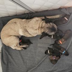 Belgian Malinois puppies from Love Belgian Malinois