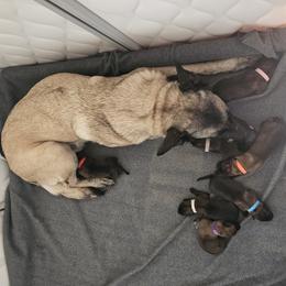 Belgian Malinois puppies from Love Belgian Malinois