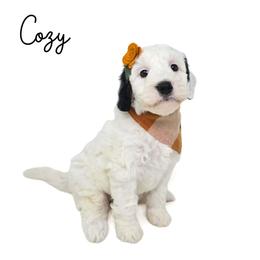 Cozy - Black and white female Bernedoodle puppy in Crawfordsville, Indiana from Winding Creek Ranch Doodles