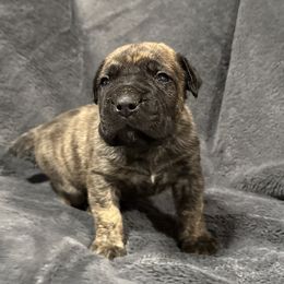 Brindle No Collar - Brindle male Boerboel puppy in Manitowoc, Wisconsin from Mae Boerboel