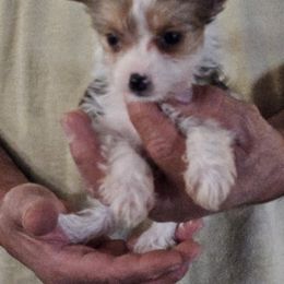 Yorkshire Terriers from Rocking K Ranch
