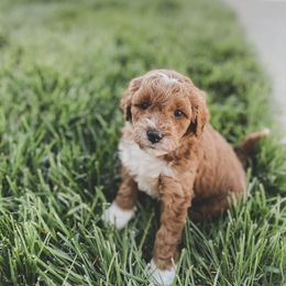 Girl 1 - Goldendoodle puppy in Salem, Utah from Pond Town Pups
