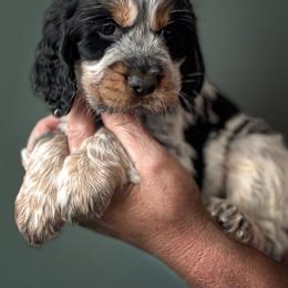 English Springer Spaniel Puppies from Butterfield Trail Farm