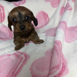 Taylor - Brindle female Dachshund puppy in Lake City, Florida from My Ditzy Doxies of Florida