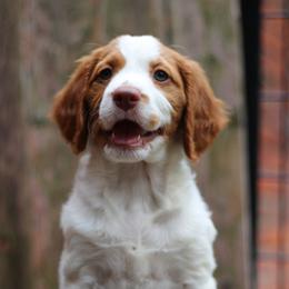 Hawaiian Roll - White and orange female Brittany puppy in Downers Grove, Illinois from Attitude Brittanys